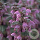 Lamium maculatum GM P9