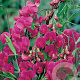 Lathyrus latifolius 'Red Pearl' GM P9