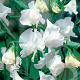 Lathyrus latifolius 'White Pearl' GM P9