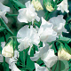 Lathyrus latifolius 'White Pearl' GM P9