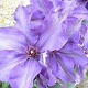 Clematis 'Alice Fisk' 80 cm rozenpot 2L