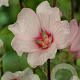 Lavatera 'Barnsley' GM P9