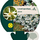 Leontopodium alpinum GM P9