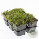 Leptinella squalida GM P9