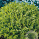 Leptinella squalida GM P9