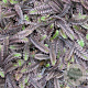 Leptinella squalida 'Platt's Black' GM P9