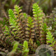 Leptinella squalida 'Platt's Black' GM P9