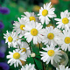 Leucanthemum (S) 'Alaska' GM P9
