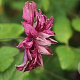 Clematis 'Purpurea Plena Elegans' 80 cm rozenpot 2L