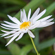 Leucanthemum (S) 'Christ. Hagemann' GM P9
