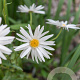 Leucanthemum (S) 'Christ. Hagemann' GM P9