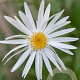 Leucanthemum (S) 'Christ. Hagemann' GM P9