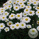 Leucanthemum (S) 'Dwarf Snow Lady' GM P9