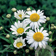 Leucanthemum (S) 'Dwarf Snow Lady' GM P9