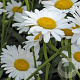 Leucanthemum (S) 'Polaris' GM P9