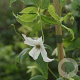 Clematis 'White Magic' 80 cm rozenpot 2L
