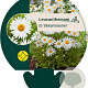 Leucanthemum (S) 'Silberprinzessche GM P9