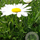 Leucanthemum (S) 'Silberprinzessche GM P9