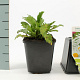 Leucanthemum (S) 'Silberprinzessche GM P9