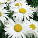 Leucanthemum (S) 'Silberprinzessche GM P9