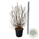 Clethra barbinervis 60-80 cm 30L extra