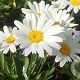 Leucanthemum (S) 'Snow Lady' GM P9