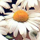 Leucanthemum vulgare 'Maikönigin' GM P9