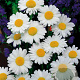 Leucanthemum vulgare 'Maikönigin' GM P9