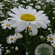Leucanthemum vulgare 'Maikönigin' GM P9
