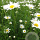 Leucanthemum vulgare 'Maikönigin' GM P9