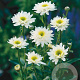 Leucanthemum (S) 'Wirral Supreme' GM P9