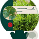 Levisticum officinale GM P9