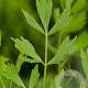 Levisticum officinale GM P9