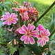 Lewisia cotyledon GM P9