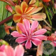 Lewisia Sunset Hybrids GM P9