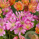 Lewisia Sunset Hybrids GM P9