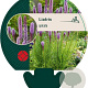 Liatris spicata GM P9