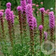 Liatris spicata GM P9