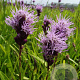 Liatris spicata GM P9