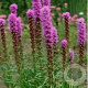 Liatris spicata GM P9