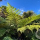 Cyathea cooperi GM  P11