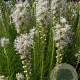 Liatris spicata 'Floristan Weiss' GM P9
