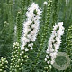 Liatris spicata 'Floristan Weiss' GM P9