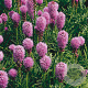 Liatris spicata 'Kobold' GM P9