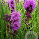 Liatris spicata 'Kobold' GM P9