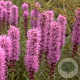 Liatris spicata 'Kobold' GM P9