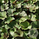 Ligularia dentata GM P9