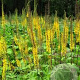 Ligularia przewalskii GM P9