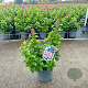Escallonia laevis Pink Elle 30-40 cm 3,0L