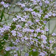 Limonium latifolium GM P9